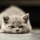 Illustration for article titled Cats: Theyre Bad